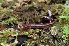 Desmognathus wrighti