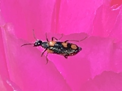 Eupompha elegans perpulchra