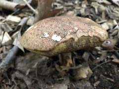 Boletus subluridellus