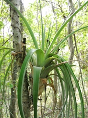 Tillandsia huamelulaensis