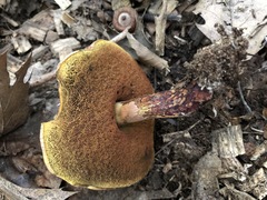 Boletus subluridellus