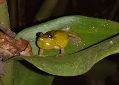 Scinax crospedospilus