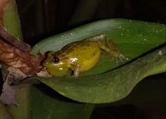 Scinax crospedospilus