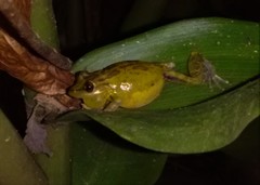 Scinax crospedospilus