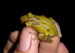 Scinax crospedospilus