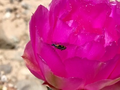 Eupompha elegans perpulchra