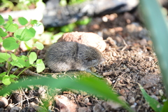 Microtus mexicanus