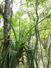 Tillandsia huamelulaensis