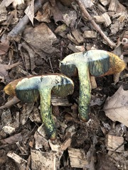Boletus subluridellus