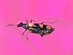 Eupompha elegans perpulchra