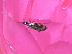Eupompha elegans perpulchra