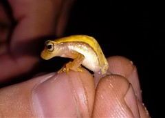 Dendropsophus sanborni