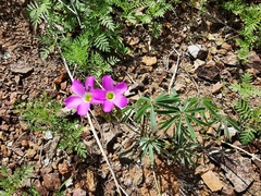 Oxalis divergens