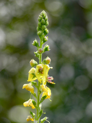 Verbascum × pterocaulon