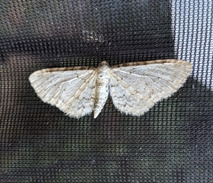 Eupithecia cretaceata