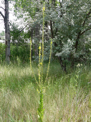 Verbascum × pterocaulon