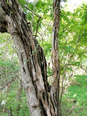 Cenostigma eriostachys