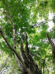 Cenostigma eriostachys