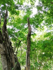 Cenostigma eriostachys