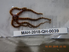 Ophiactis quinqueradia