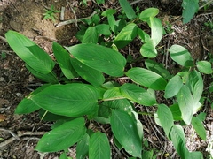 Maranta arundinacea