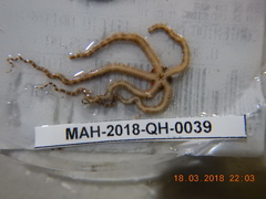 Ophiactis quinqueradia