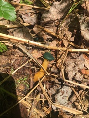 Leotia viscosa