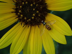 Allograpta obliqua