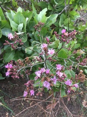 Munzothamnus blairii