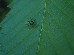 Sciapodinae