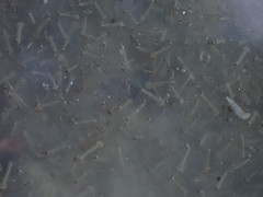 Diptera