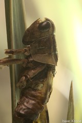 Entomophaga grylli