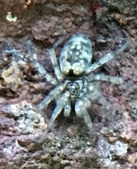 Oecobius maculatus