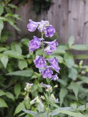 Delphinium exaltatum