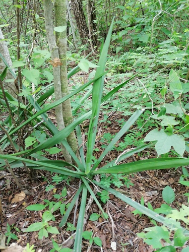 Agave vivipara
