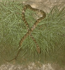 Leptodeira ashmeadii