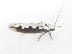 Ethmia bipunctella
