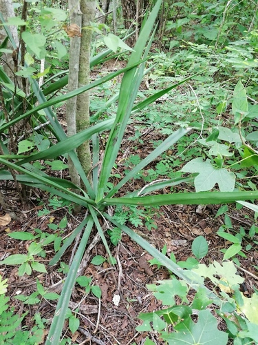 Agave vivipara