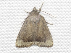Amphipyra glabella