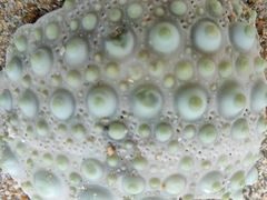 Heliocidaris