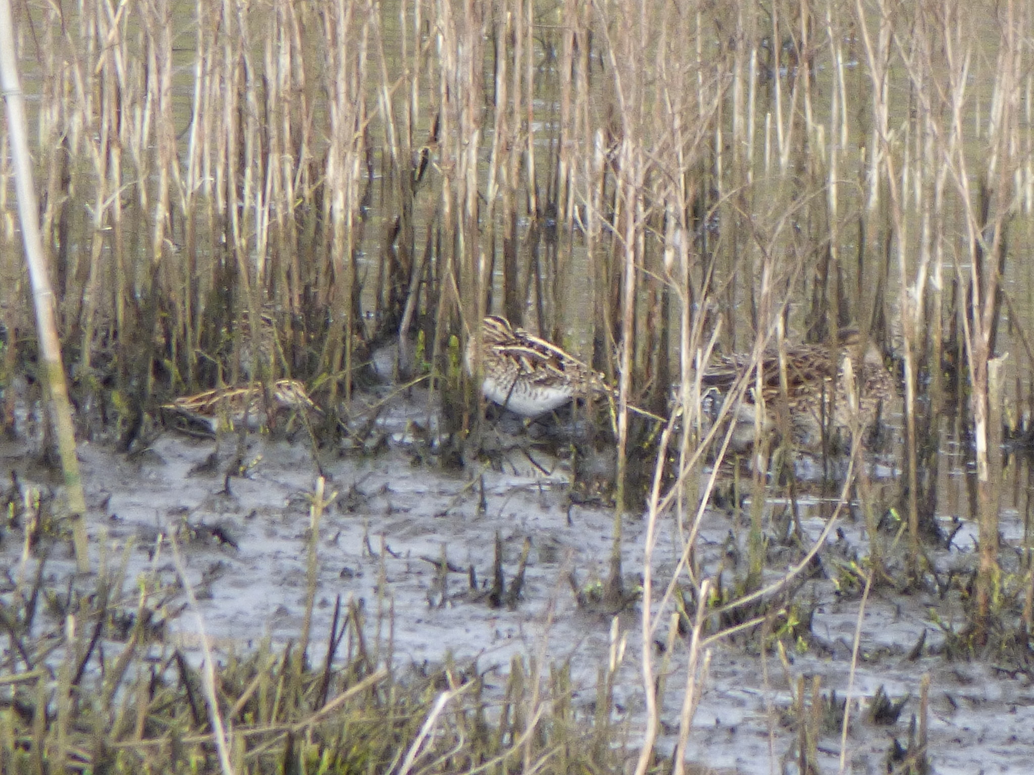 Jack Snipe