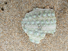 Heliocidaris