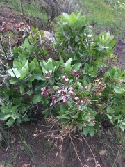 Munzothamnus blairii