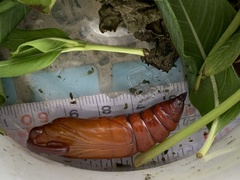 Daphnis nerii