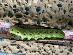 Daphnis nerii