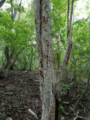 Calycophyllum candidissimum