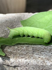 Daphnis nerii