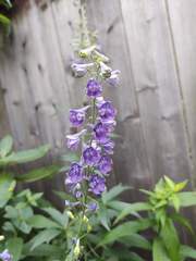 Delphinium exaltatum