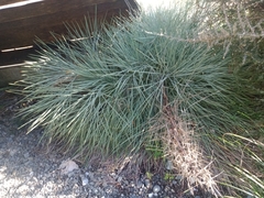 Aciphylla squarrosa squarrosa