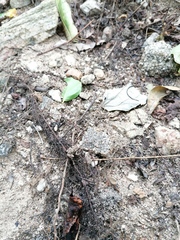 Incilius marmoreus